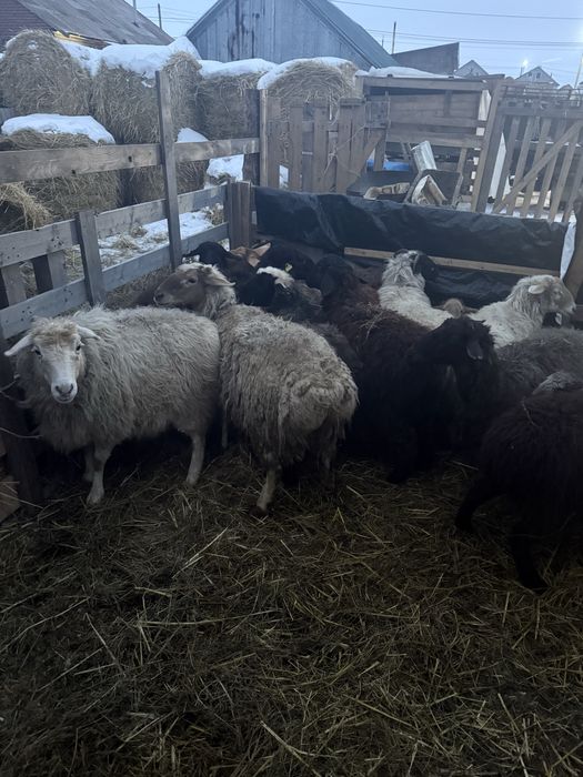 Продам откорм баранина