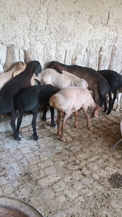 Ассалому Алейкум Куй юнгини машинка да олиш хизмати ишимизга юз фоиз ж