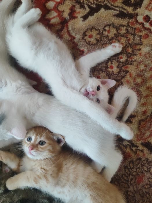 Отдам в добрые руки