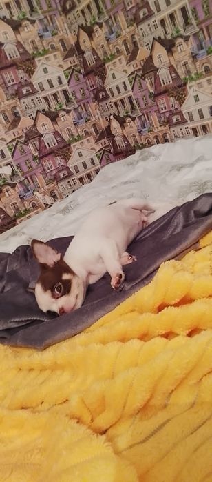 Продаются мальчишка чихуахуа 2 месяца!от очень породных род-ей