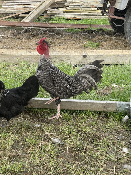 Vand cocosi pitici 15lei / buc sau dau la schimb