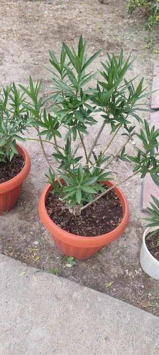Продам цветы местные