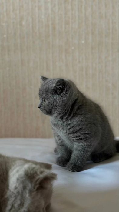 Британские короткошёрстные котята