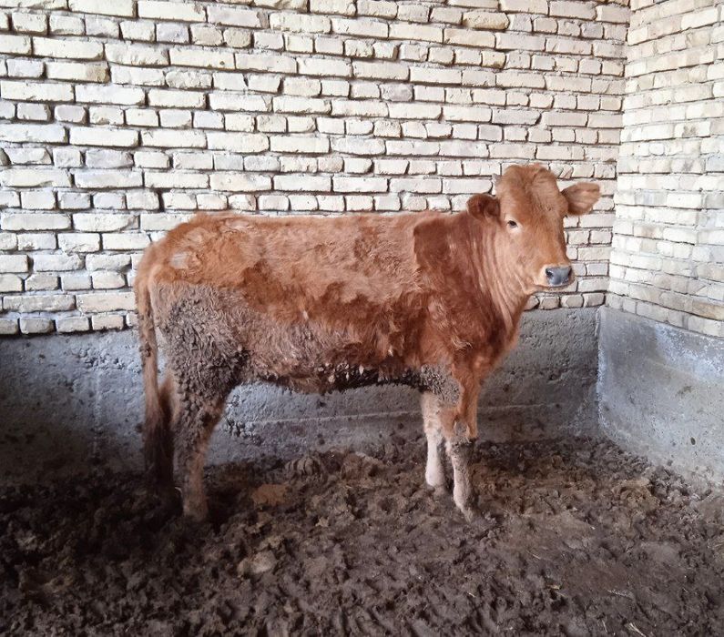 Ёш Гуножин сотилади