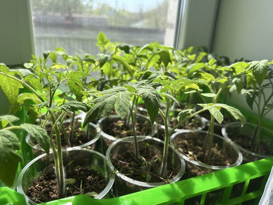 Продам рассаду помироров