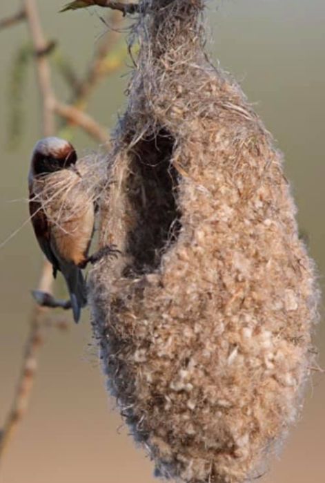 Құрқылтайдын ұясы