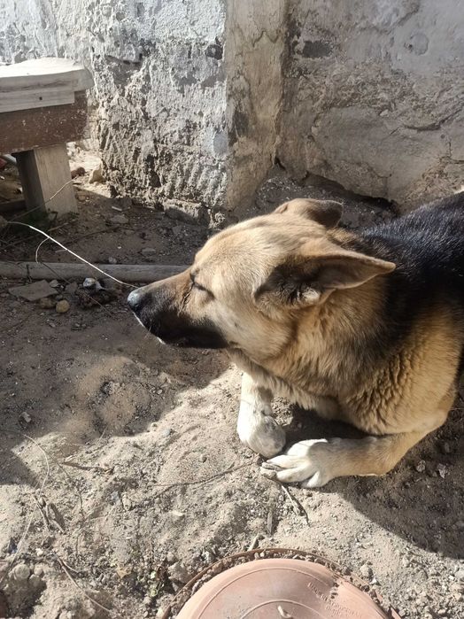 Тегін 2 жасар овчарка бар. Адрес Форт Шевченко