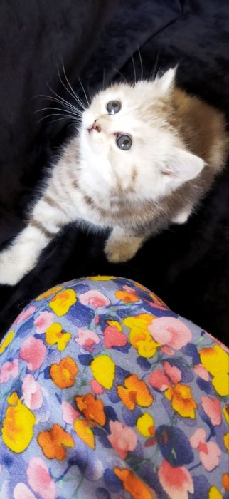 Шотландские котята