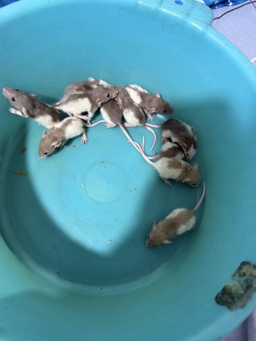 Продам декоративных крысят