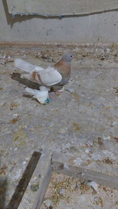 Голуби тасман голубка кептер