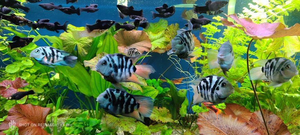 Сапфировый попугай