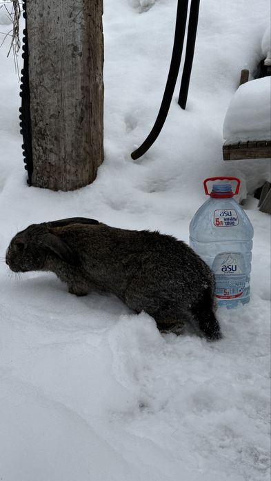 кролы 9-10месяцев