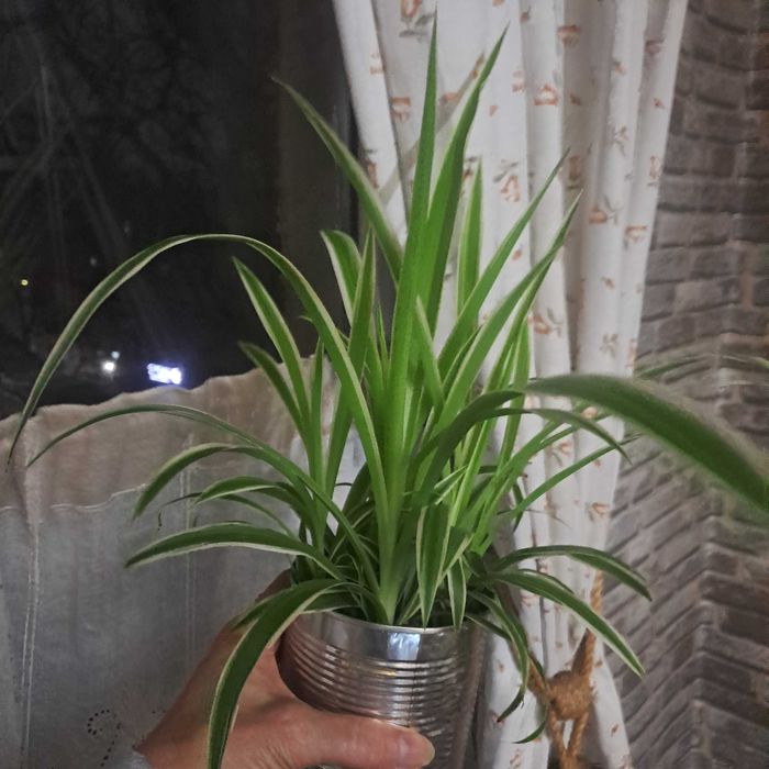 Продам Хлорофитрум комнатный цветок