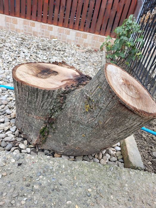 Butuci din lemn de nuc - 12 buc, arbore matur(29 de ani), tăiat recent