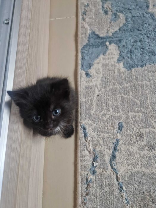 Отдам котенка маленького