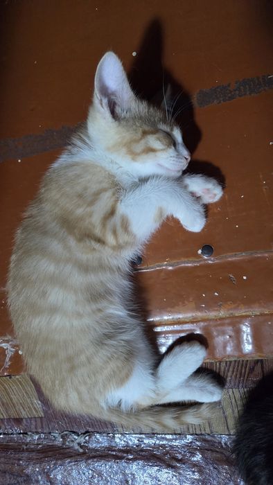 Котята в добрый руки