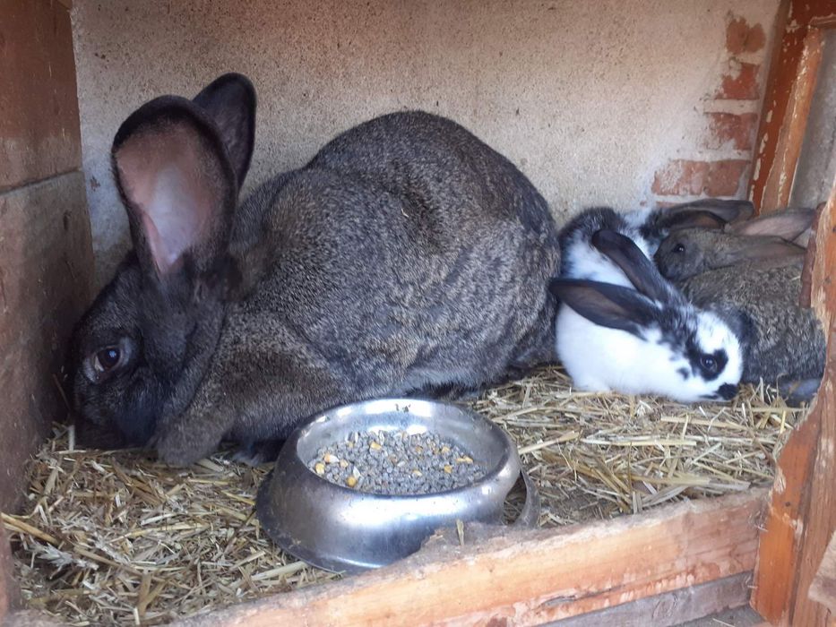 Зайци за продажба