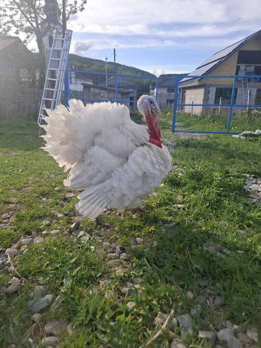 Schimb Curcani pentru Sânge - Vârstă 1 An (Alb şi Cafeniu)
