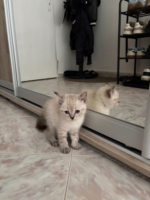 Рагдол женско коте
