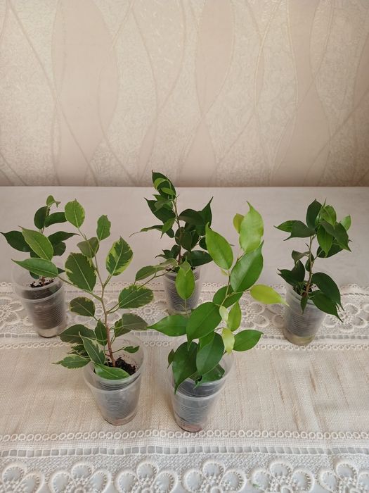 Комнатные цветы--фокусы.