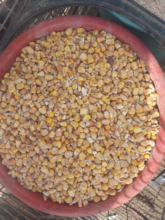 Жес арпа бидай отруби