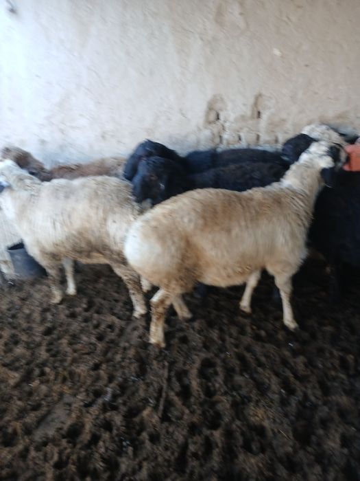 Qoʻchqorlar sotiladi