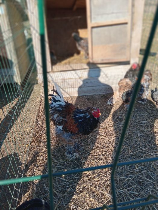 Ouă Brahma porțelan