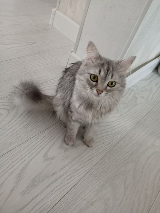 Котята Еркек марғау сатылады