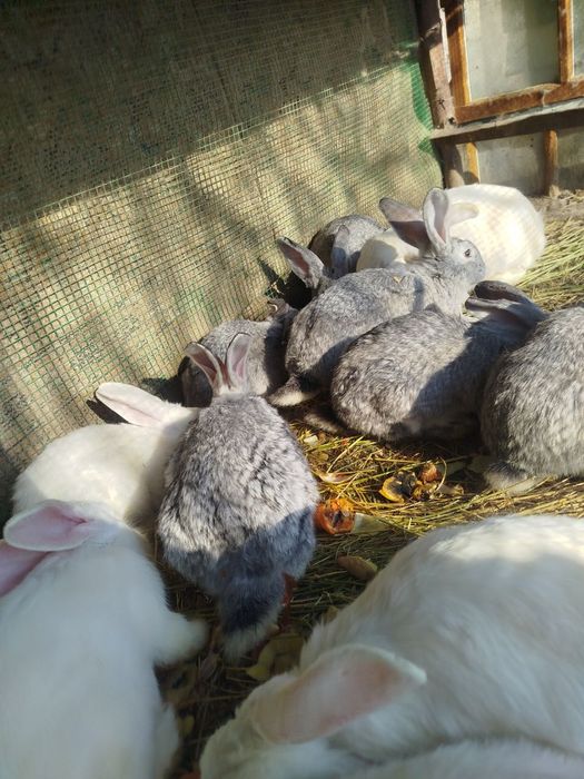 Zotdor quyonlar sotiladi