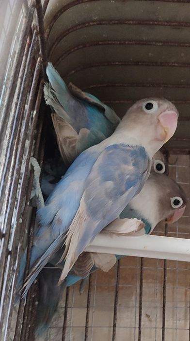 Неразлучник маска