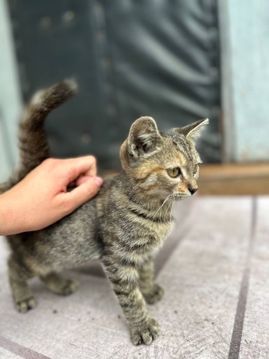 Отдадим котенка в добрые руки