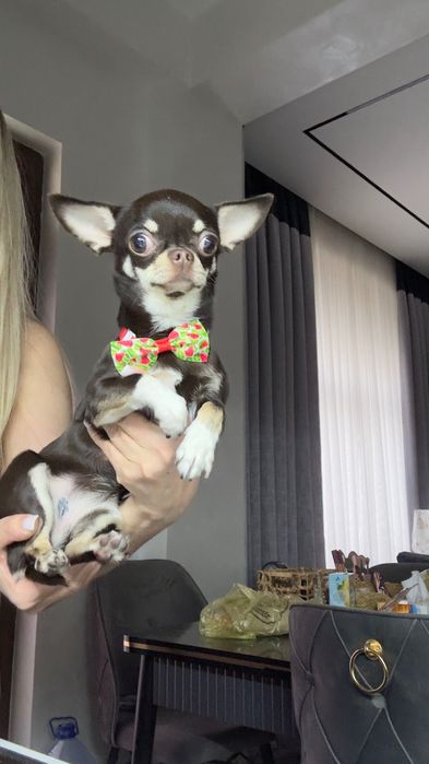 Чихуахуа 1 год ,сука