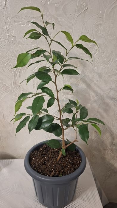 Продам комнатные цветы