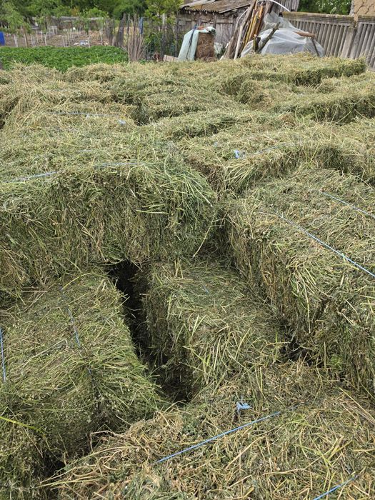 Vând baloți de lucernă!