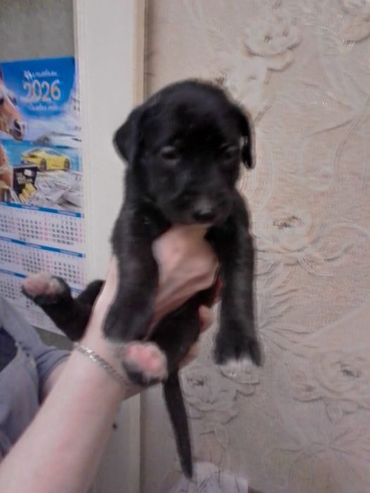 Продам щенков Американский питбуль