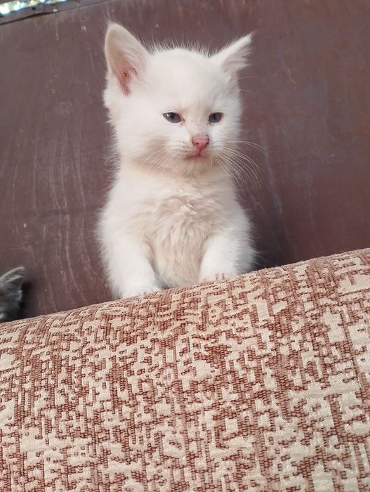 Серые, белые котята