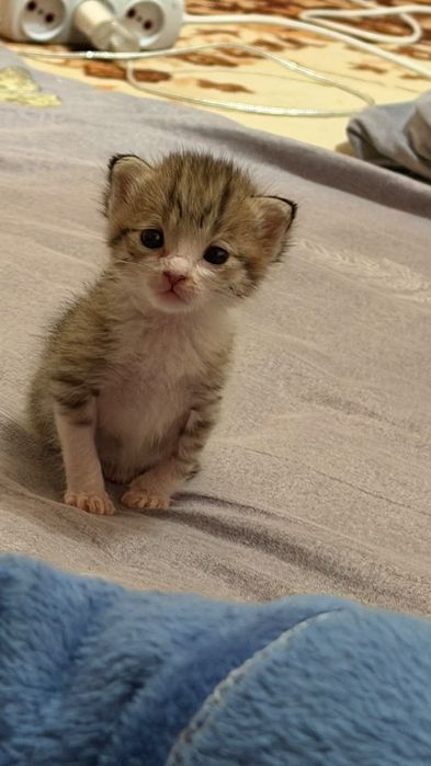 Кошка әлі кішкентай