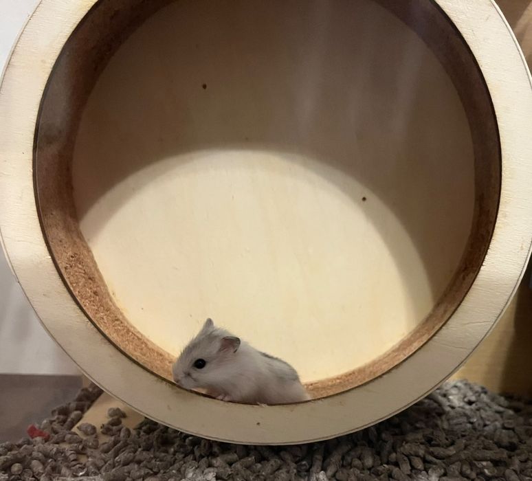 Donez hamsteri pitici siberieni