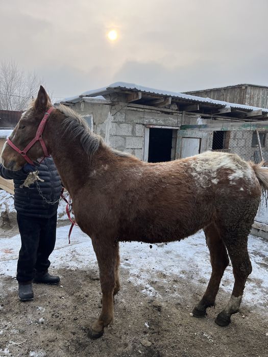 Семыз байтал сатылады
