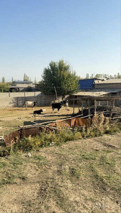 33.5 Сотих Янги Тошкентдан 5 км