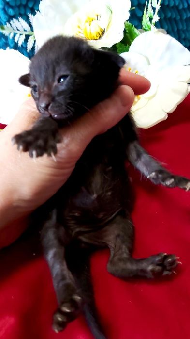 ОРИЕНТАЛЫ - котята, Окрасы разные