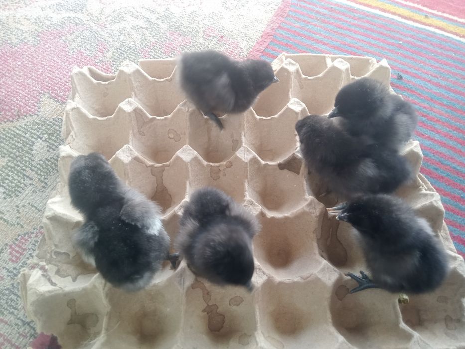 Продам домашних циплят