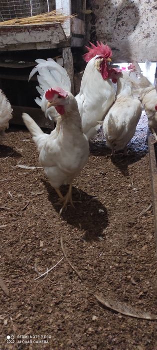 Продам курей несушек