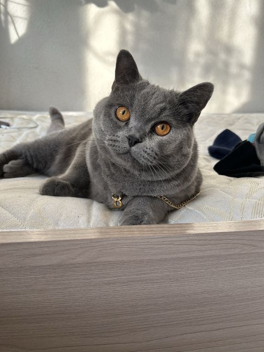 Продам британского короткошерстного котенка