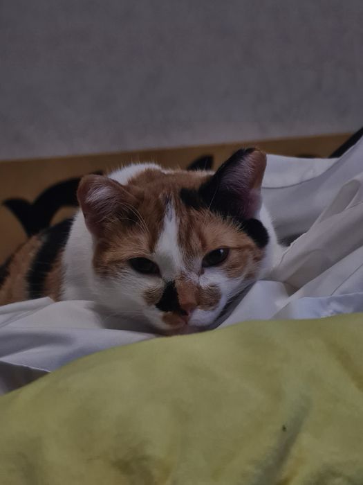 Отдам в добрые руки