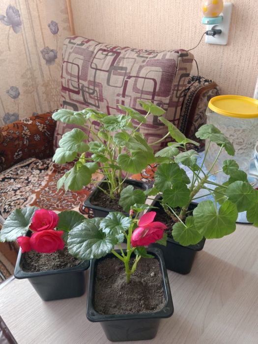 Цветы комнатные продажа