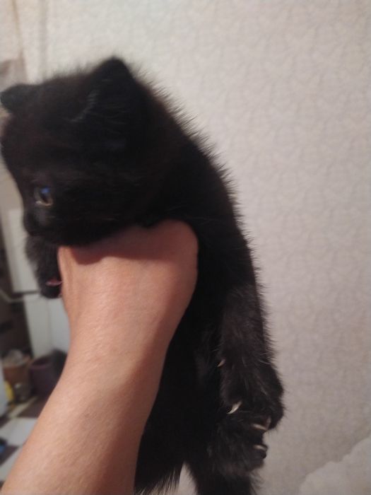 Котята в хорошие руки