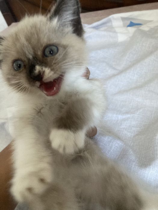 Кошка сиамская