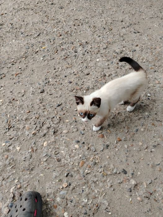 Котенок двухмесячный