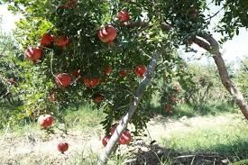 Анор бог сотилади